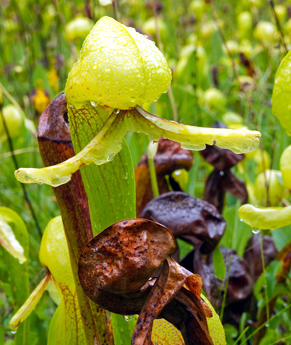 Seedeo® Cobralilie (Darlingtonia Californica) 10 Samen inkl. Anzuchtsubstrat