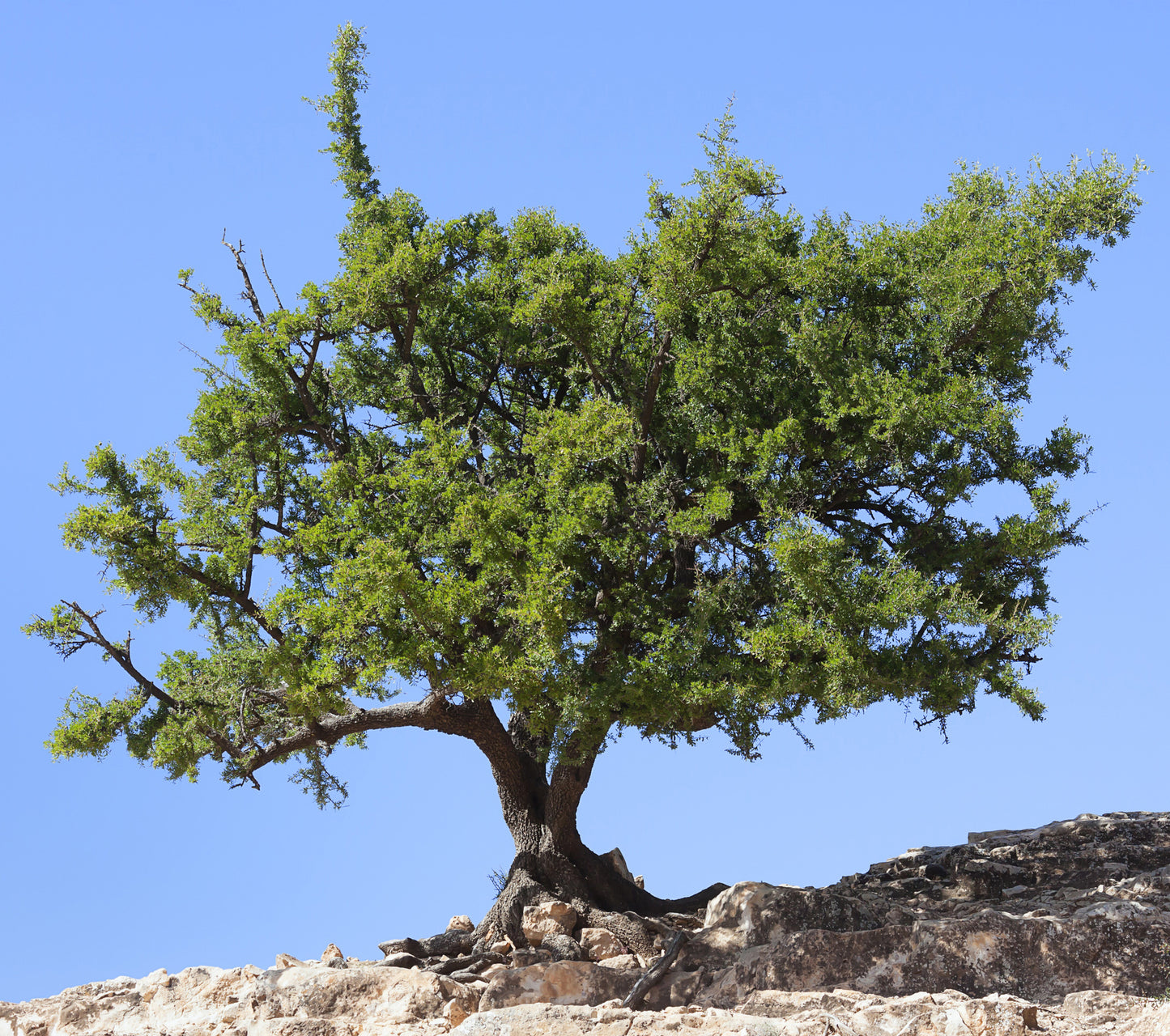 Seedeo® Arganbaum (Argania spinosa)  3 Samen