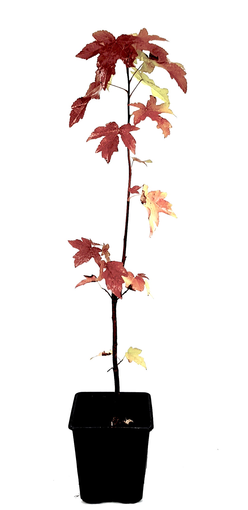 Seedeo® Amerikanischer Amberbaum (Liquidambar styraciflua) 100 Samen