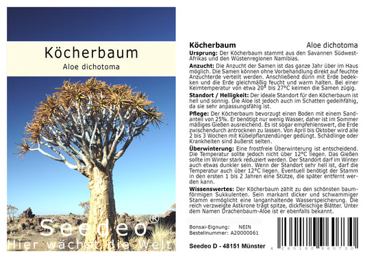 Seedeo® Köcherbaum  (Aloe dichotoma) 10 Samen