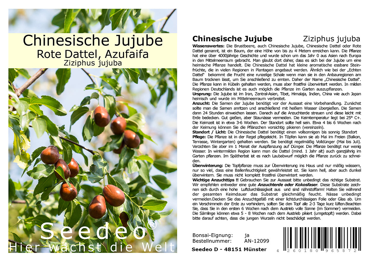 Seedeo® Chinesische Jujube (Ziziphus jujuba) 10 Samen