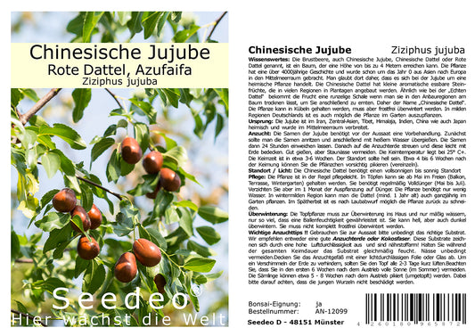 Seedeo® Chinesische Jujube (Ziziphus jujuba) 10 Samen