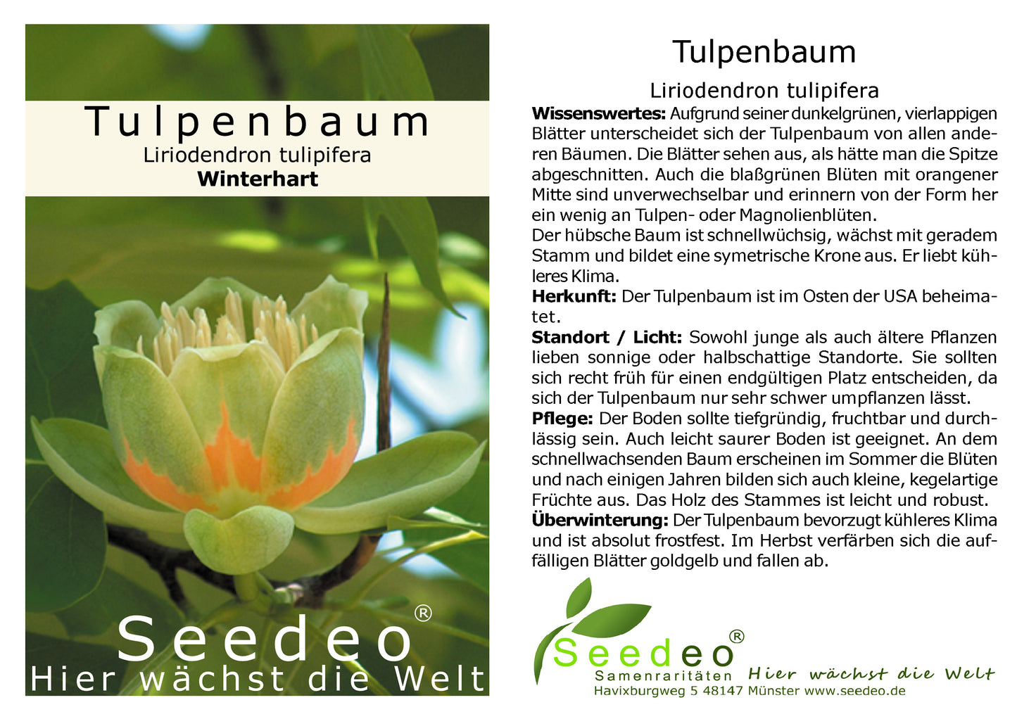 Seedeo® Tulpenbaum Liriodendron tulipifera Pflanze 2,5 Jahre alt