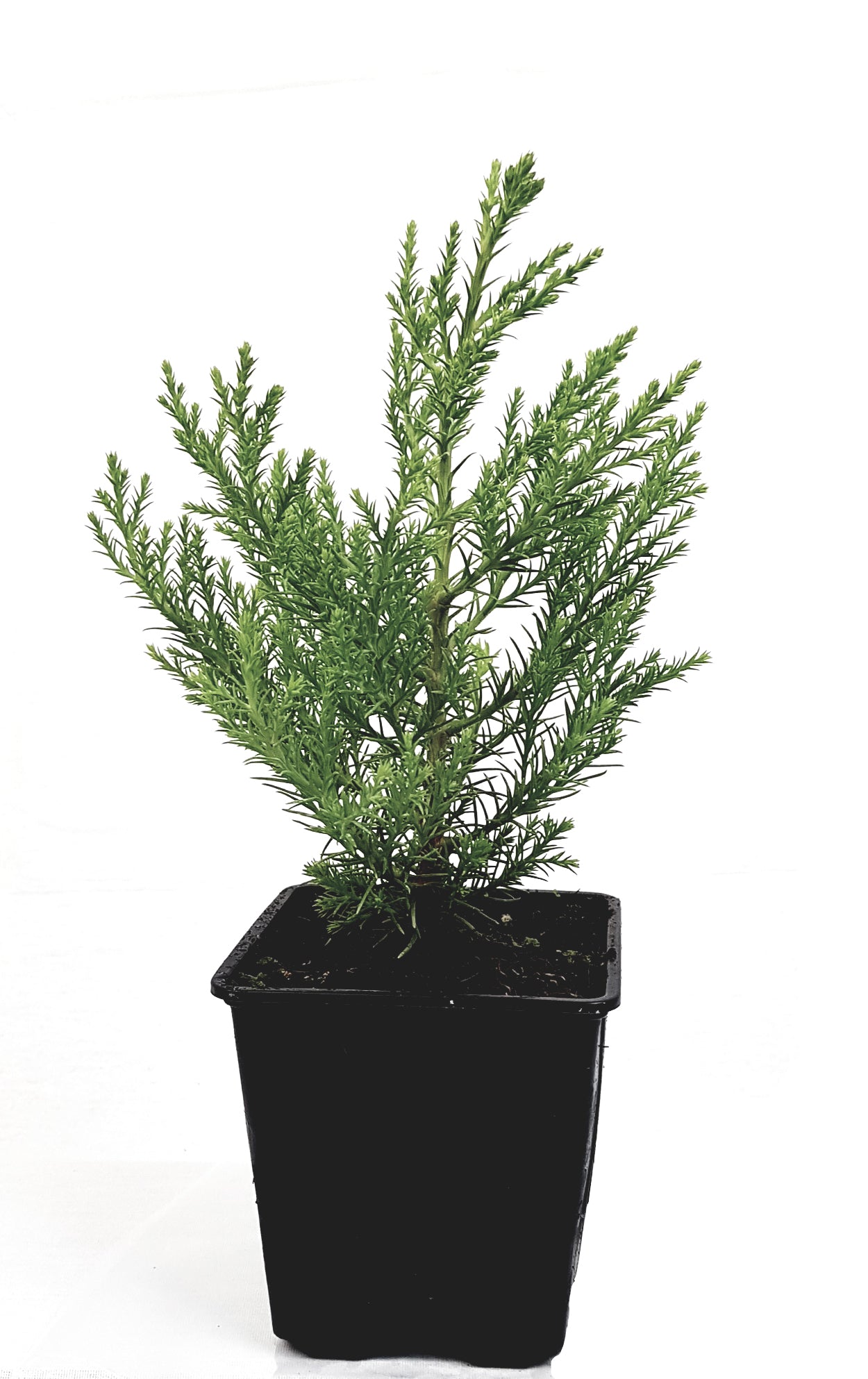 Seedeo® Berg - Mammutbaum (Sequoiadendron giganteum) Pflanze 2 Jahre alt Geschenkedition