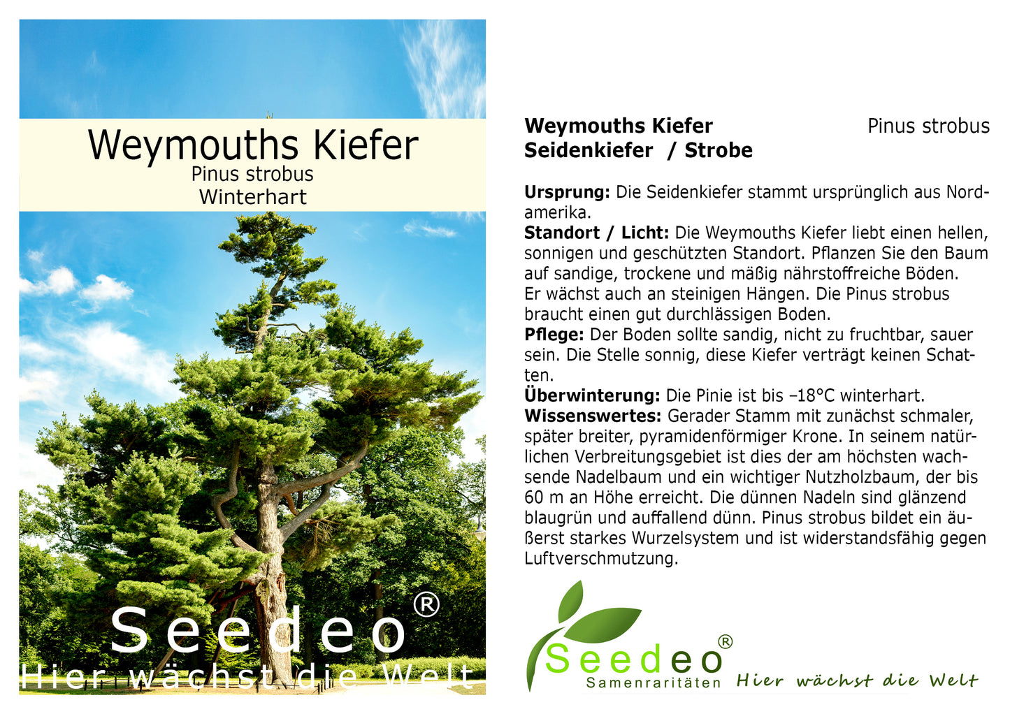 Seedeo® Weymouths Kiefer/Seidenkiefer/Strobe (Pinus strobus) Pflanze ca. 10 cm