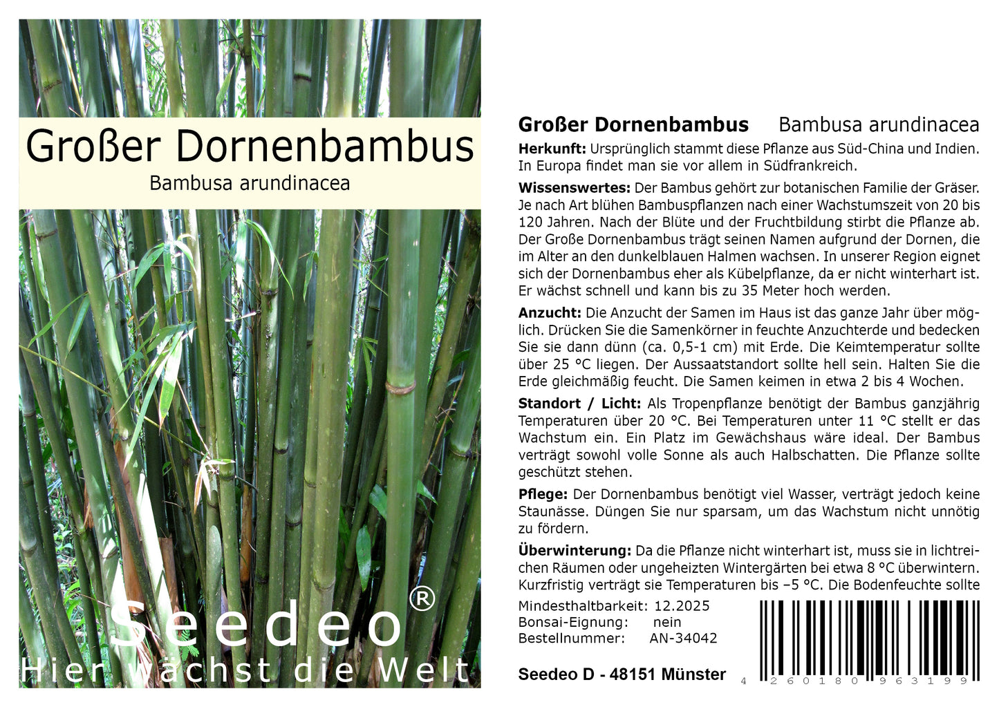 Seedeo® Großer Dornenbambus (Bambusa arundinacea) 60 Samen