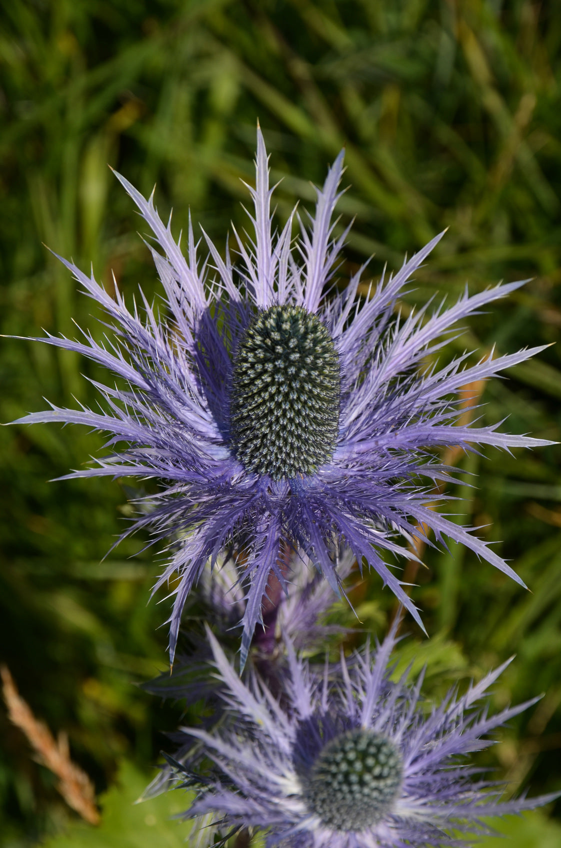 Seedeo® Alpendistel  Superbum (Eryngium alpinum) 30 Samen