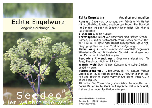 Seedeo® Echte Engelwurz (Angelica archangelica) 100 Samen