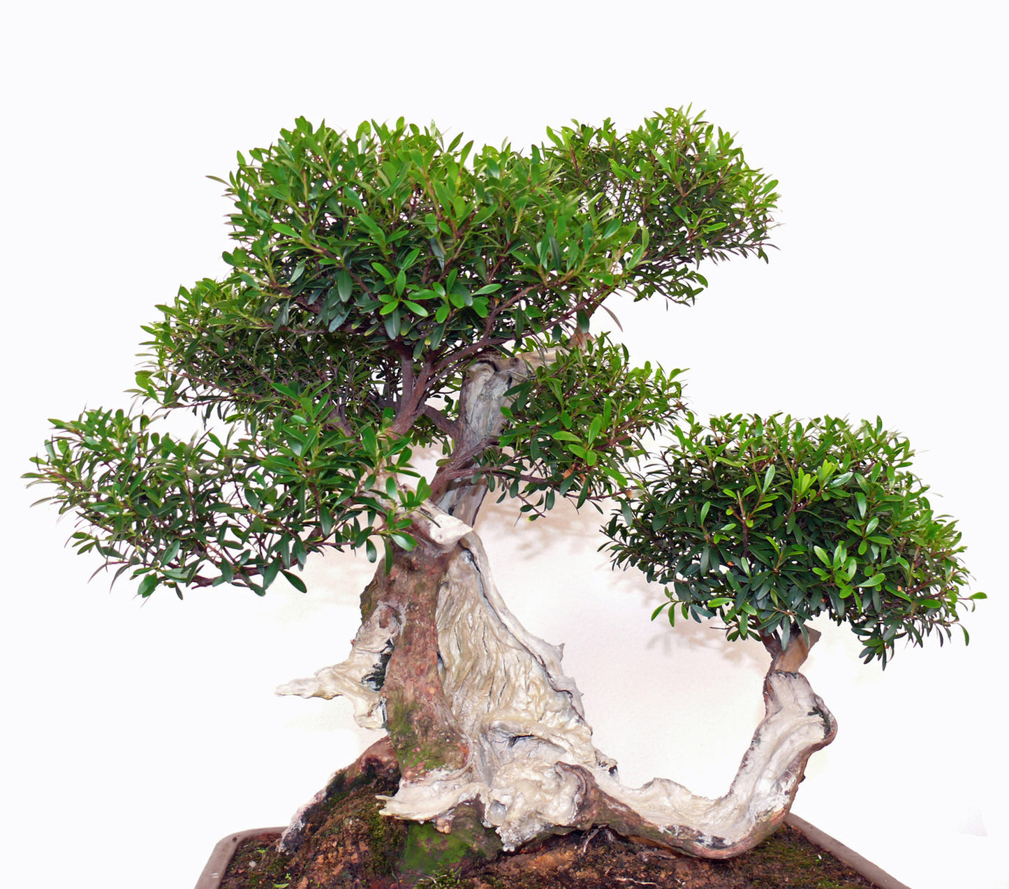 Seedeo® Echte Myrte Bonsai 30 Samen