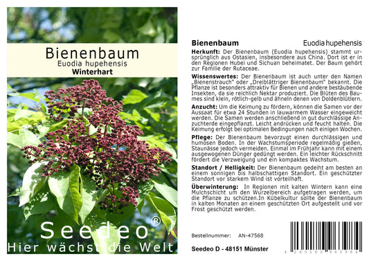 Seedeo® Bienenbaum (Euodia hupehensis) 30 Samen