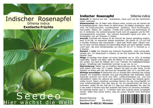 Seedeo® Indischer Rosenapfel (Dillenia indica) 30 Samen