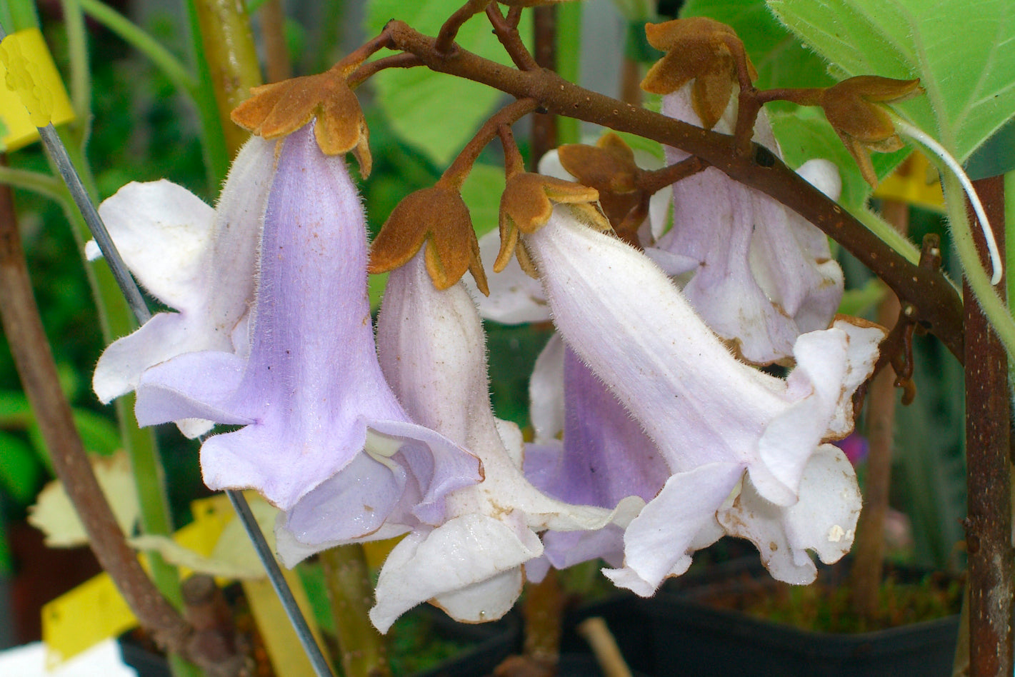 Seedeo® Blauglockenbaum (Paulownia tomentosa) Jungpflanze