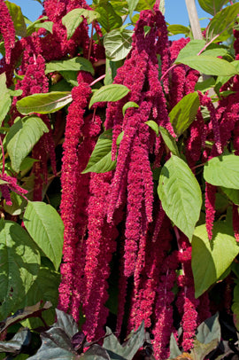 Seedeo® Fuchsschwanz (Amaranthus caudatus) 500 Samen