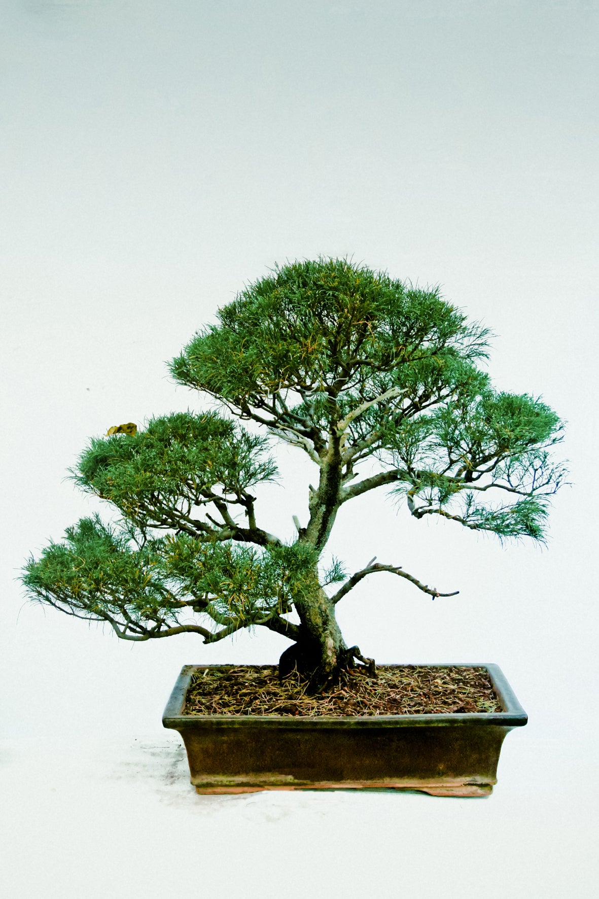 Seedeo® Australische Kiefer (Casuarina equisetifolia) Bonsai 100 Samen