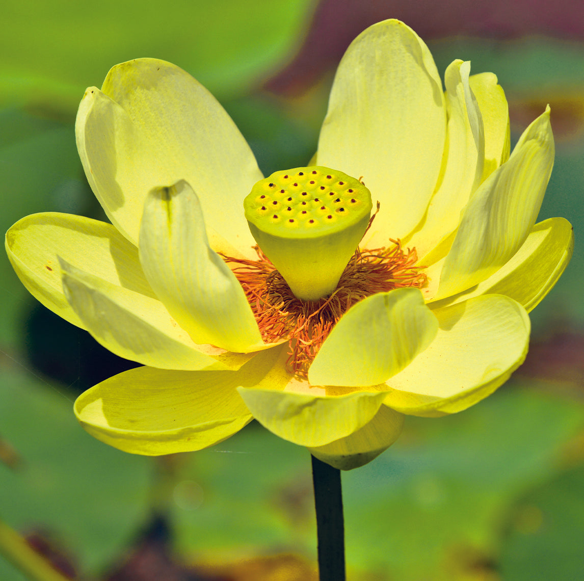 Seedeo® Gelbe Indische Lotusblume (Nelumbo nucifera) 7 Samen