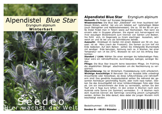 Seedeo® Alpendistel Blue Star (Eryngium alpinum) ca. 30 Samen