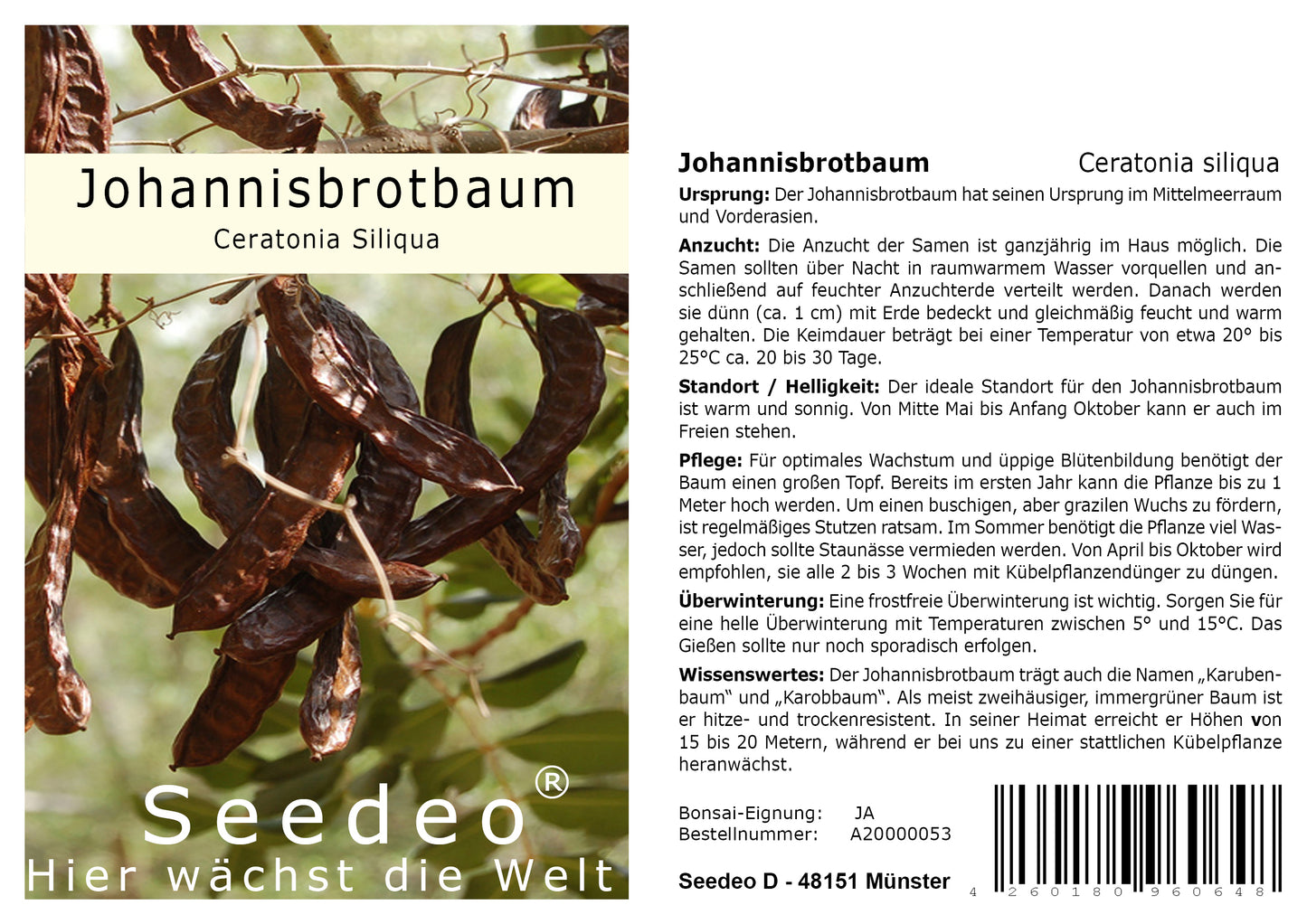 Seedeo® Johannisbrotbaum (Ceratonia Siliqua) 10 Samen