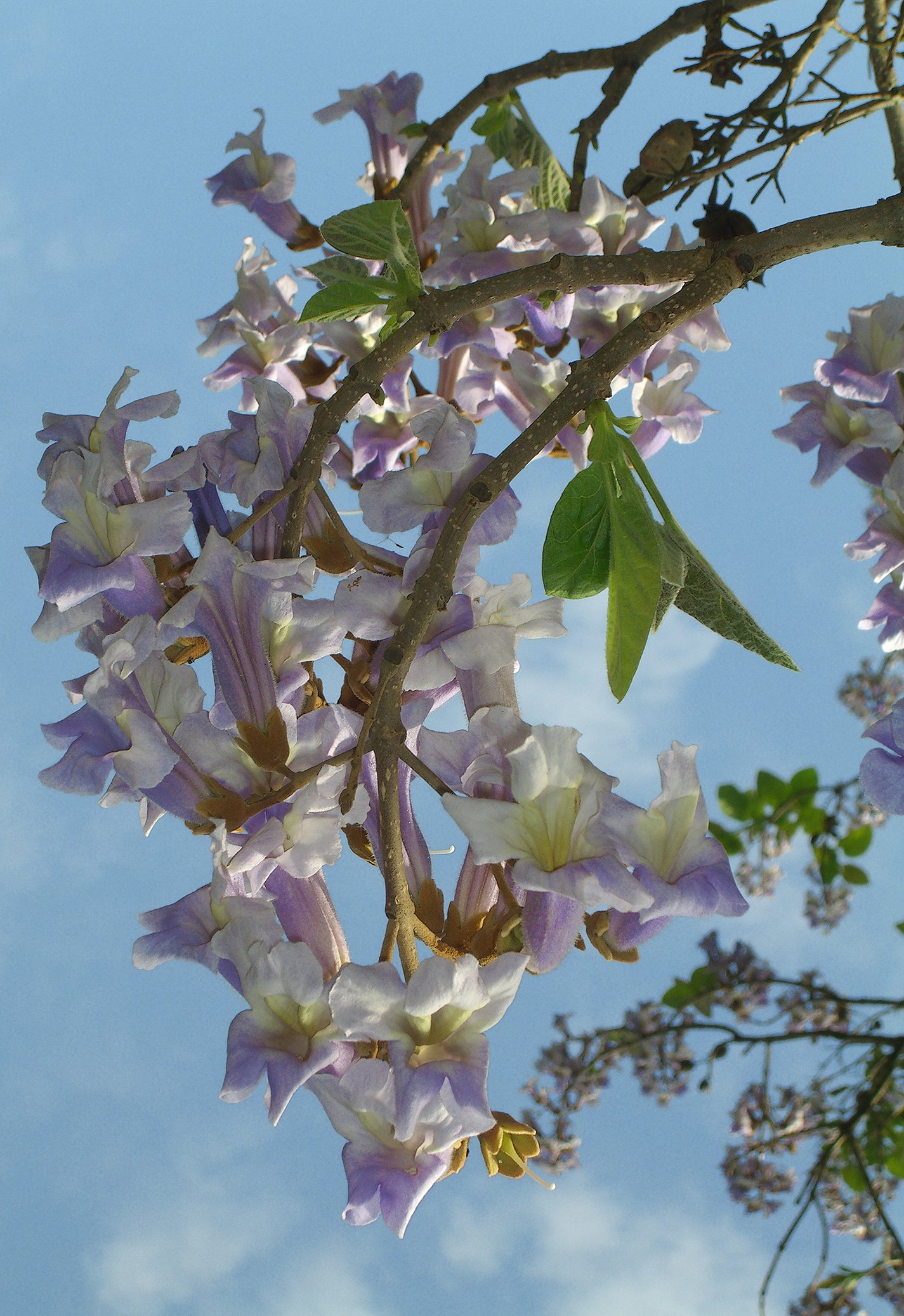 Seedeo® Blauglockenbaum - (Paulownia tomentosa)  200 Samen