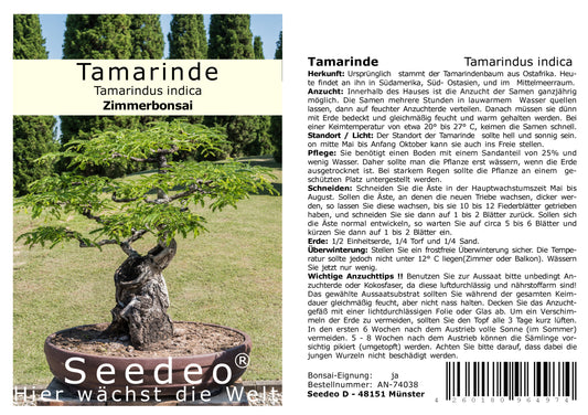 Seedeo® Tamarinde Indische Gewürzrinde (Tamarindus indica) 6 Samen