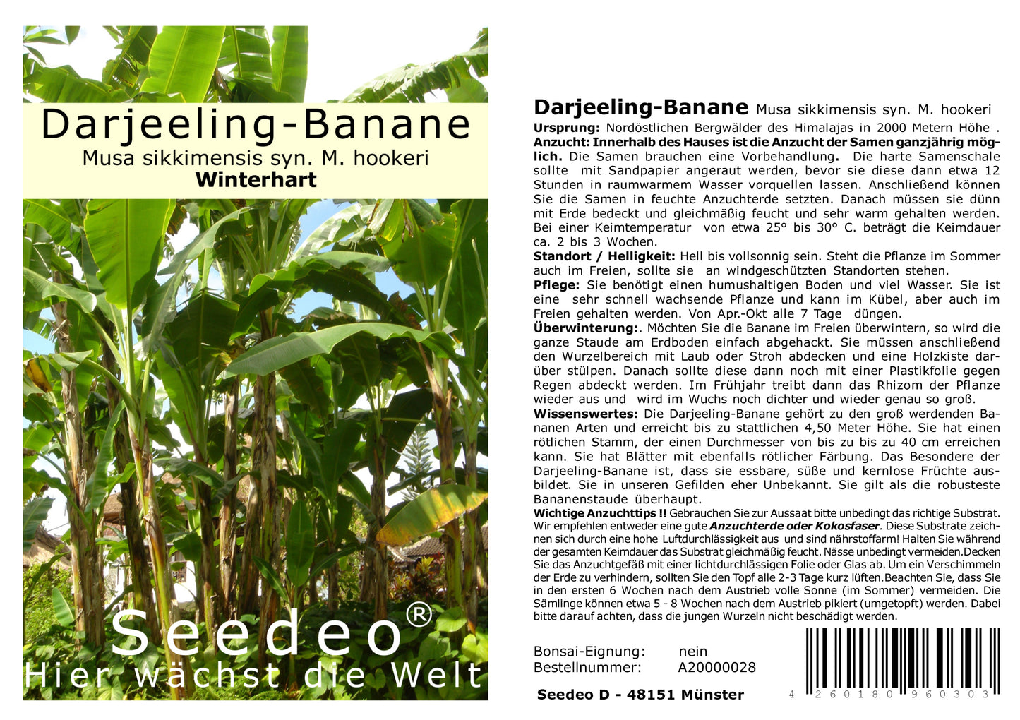 Seedeo® Darjeeling-Banane (Musa sikkimensis) 10 Samen