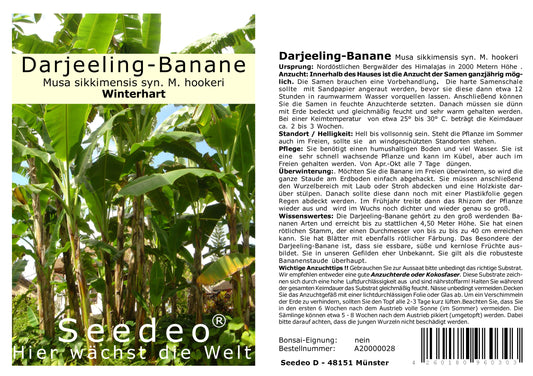 Seedeo® Darjeeling-Banane (Musa sikkimensis) 10 Samen