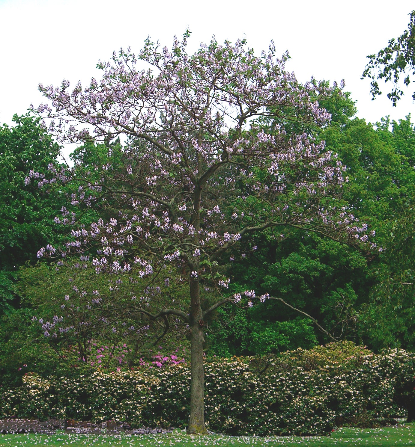 Seedeo® Blauglockenbaum - (Paulownia tomentosa)  200 Samen