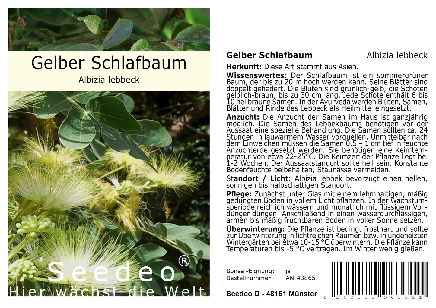 Seedeo® Gelber Schlafbaum/Lebbekbaum Albizia lebbeck 30 Samen