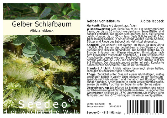 Seedeo® Gelber Schlafbaum/Lebbekbaum Albizia lebbeck 30 Samen