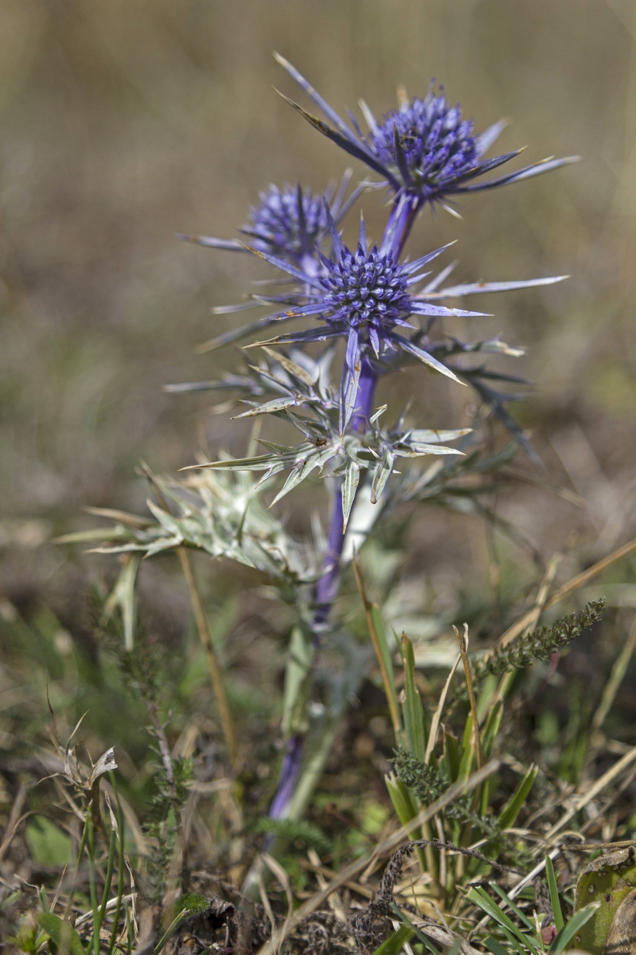 Seedeo® Mannstreu (Eryngium amethystinum) 30 Samen