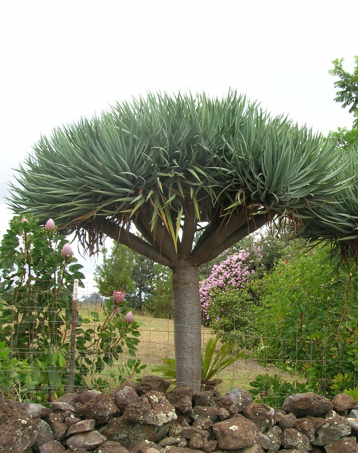 Seedeo® Drachenbaum (Dracaena Draco) 6 Samen