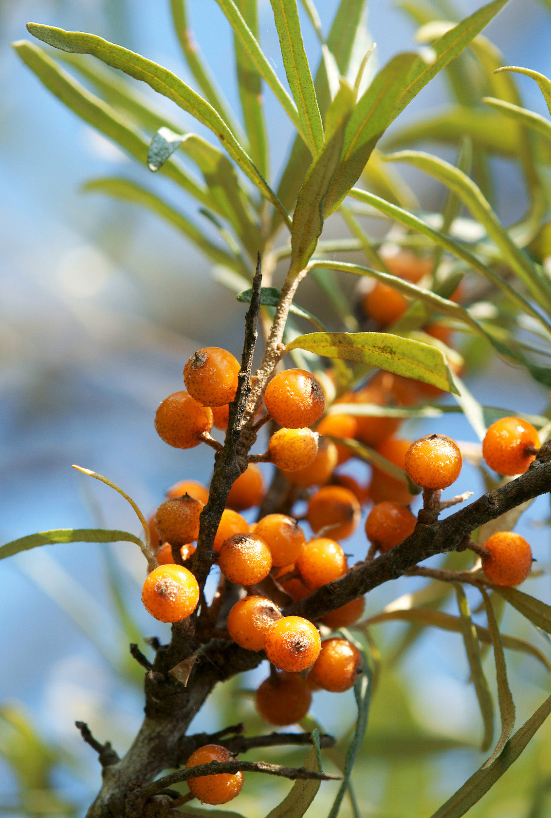 Seedeo® Sanddorn  (Hippophae rhamnoides) ca. 50 cm hoch