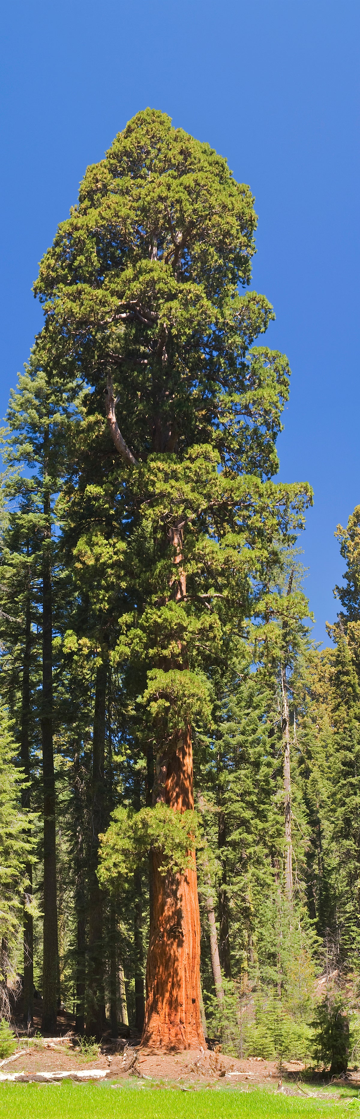 Seedeo® Berg - Mammutbaum (Sequoiadendron giganteum) Pflanze 2 Jahre