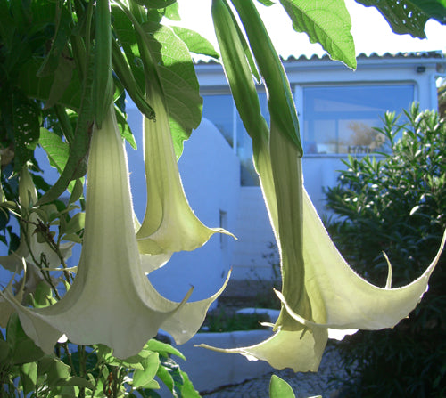 Seedeo® Engelstrompete weiß-hängend - Brugmansia suaveolens 10 Samen