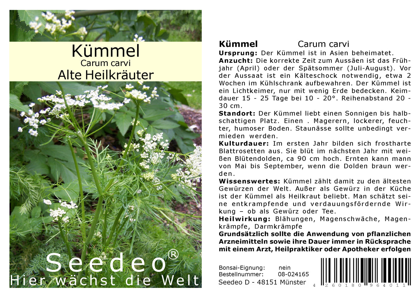 Seedeo® Kümmel (Carum carvi) ca 200 Samen