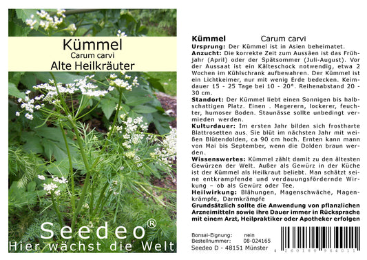 Seedeo® Kümmel (Carum carvi) ca 200 Samen