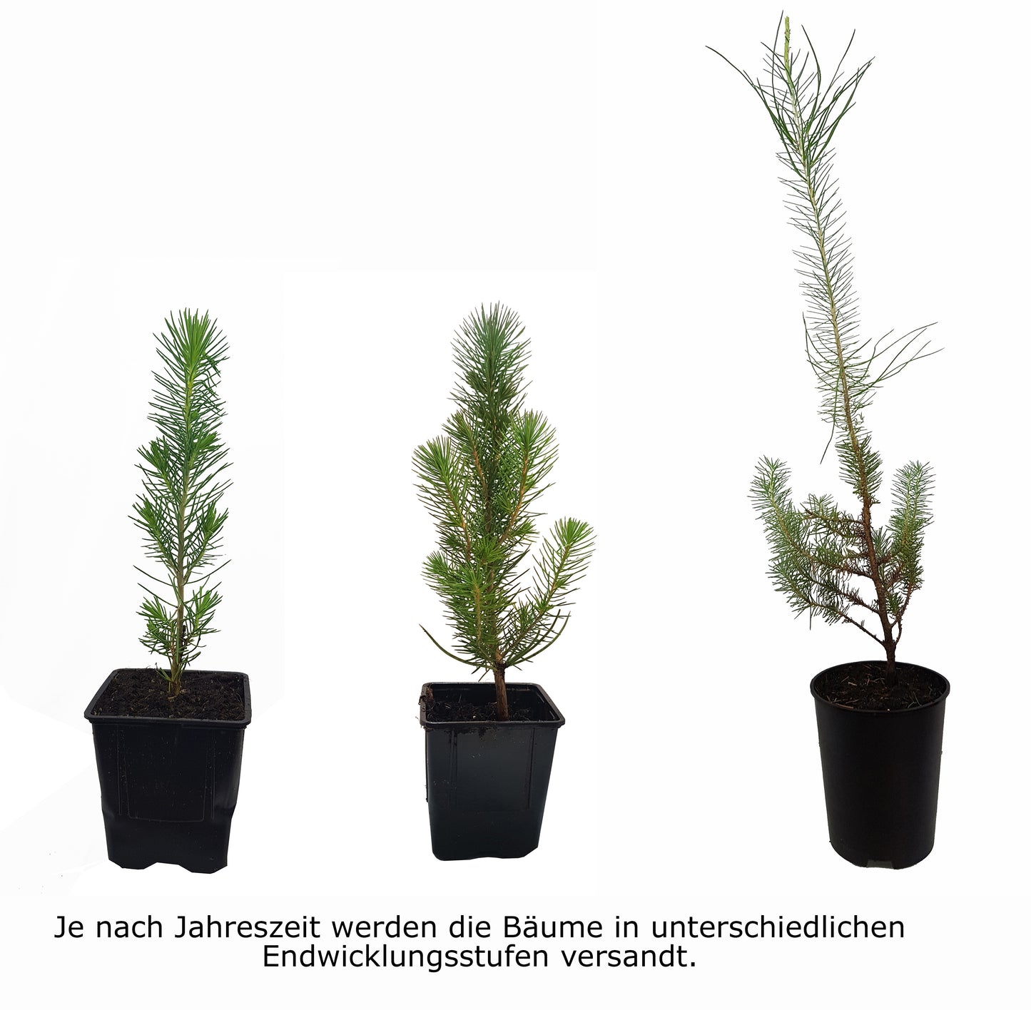 Seedeo® Mittelmeer Pinie (Pinus pinea) Pflanze 1 Jahre