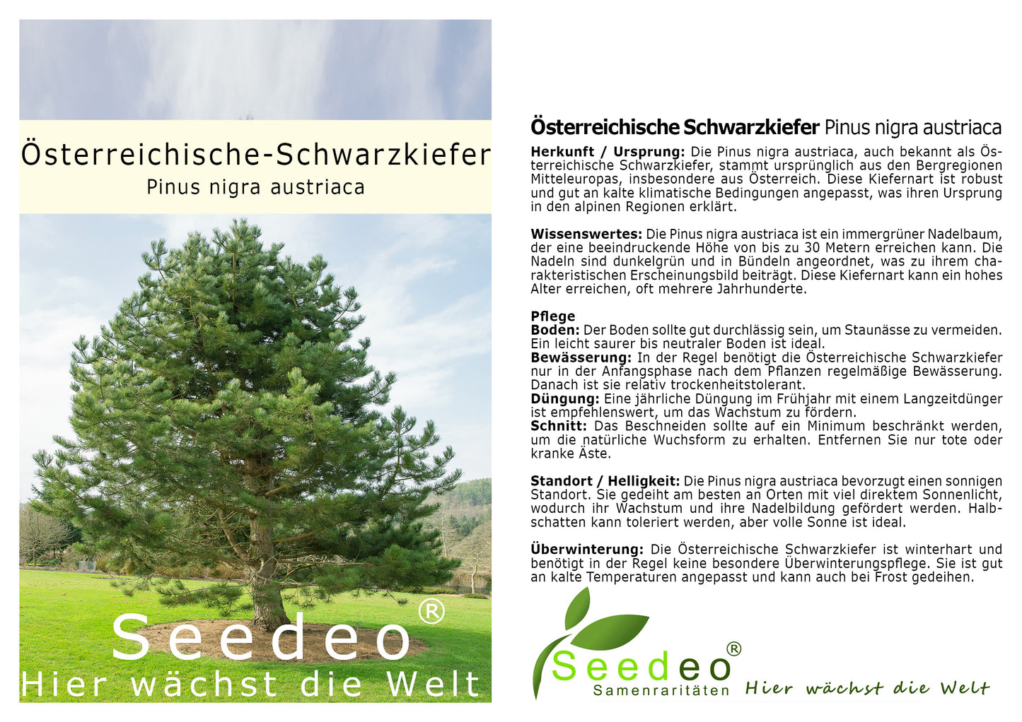 Seedeo® Österreichische Schwarzkiefer (Pinus nigra austriaca) Pflanze ca. 20 cm