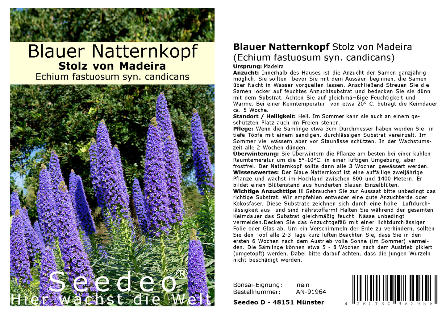 Seedeo® Blauer Natternkopf Stolz von Madeira (Echium fastuosum syn. candicans) 50 Samen