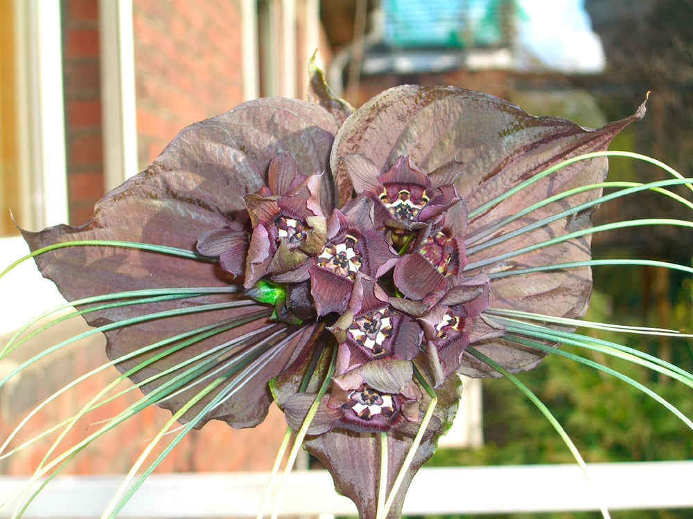 Seedeo® Fledermausblume (Tacca chantrieri) 15 Samen