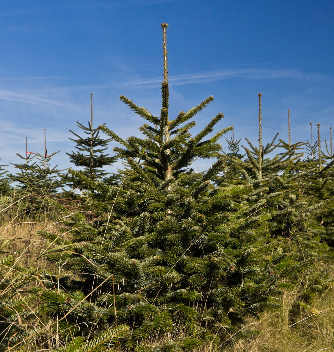 Seedeo® Nordmanntanne (Abies Nordmanniana ambrolauri) Pflanze ca. 25 cm hoch