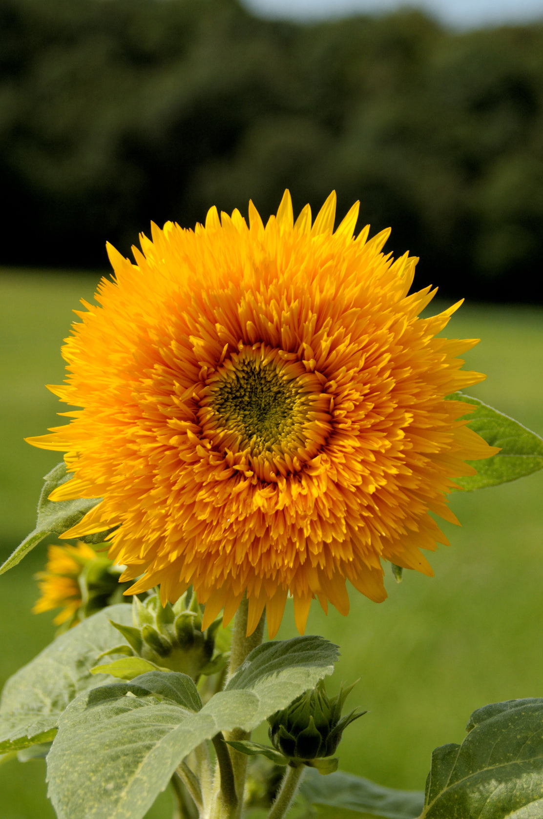 Seedeo® Sonnenblume Orange Sun (Helianthus annuus) 20 Samen