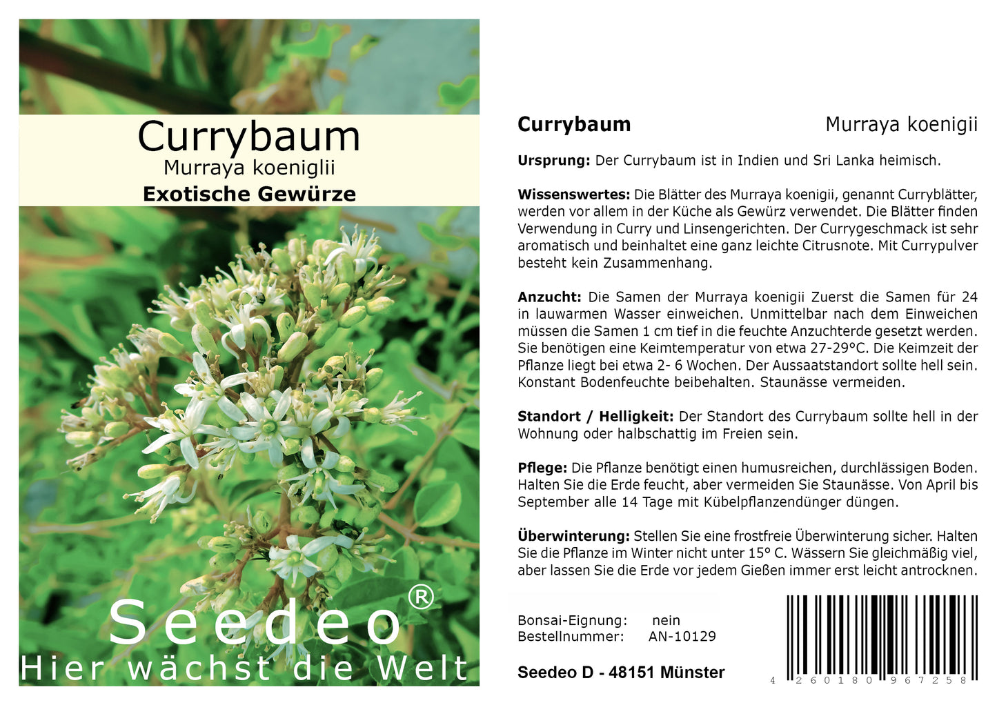 Seedeo® Currybaum/Curryblatt (Murraya koenigii) 10 Samen