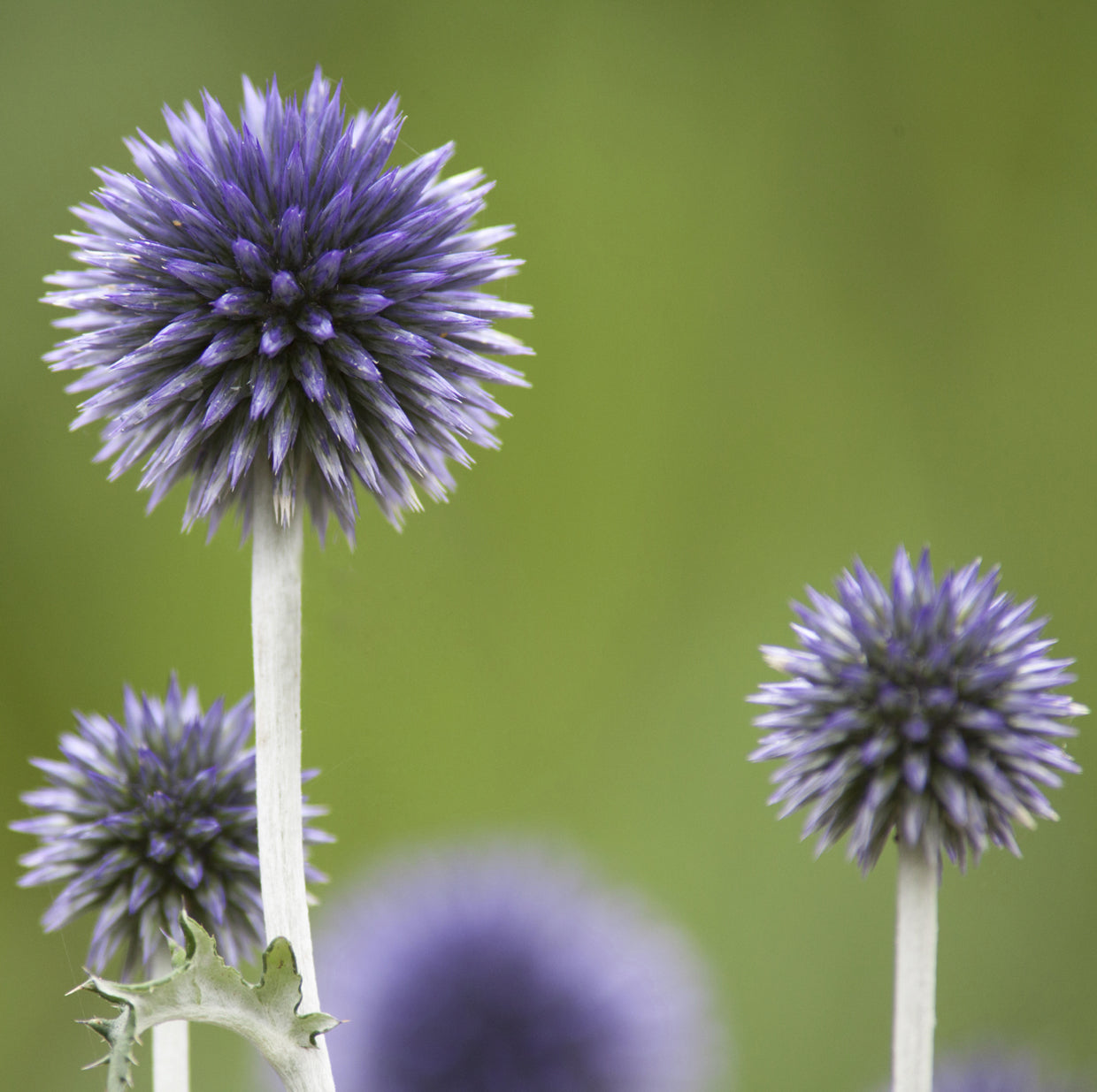 Seedeo® Kugeldistel (Echinops ritro) 25 Samen