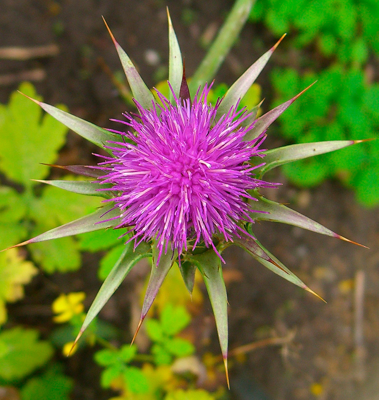 Seedeo® Mariendistel (Silybum marianum) 80 Samen