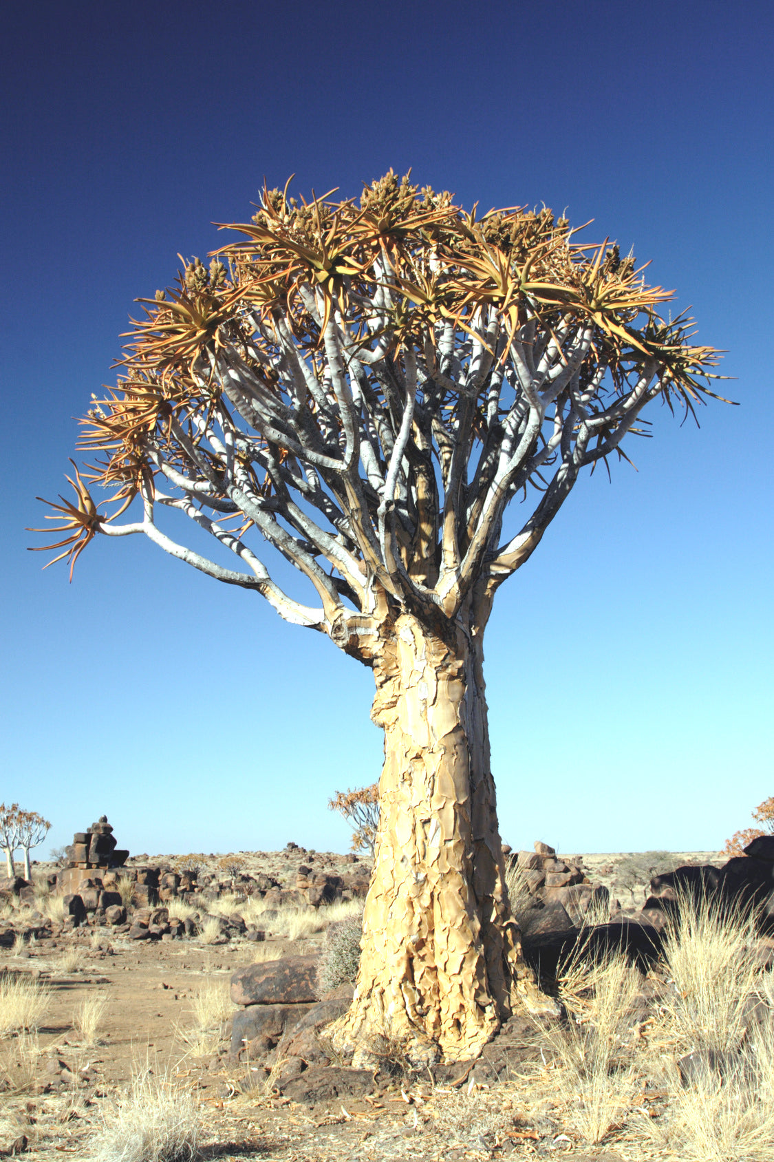 Seedeo® Köcherbaum  (Aloe dichotoma) 10 Samen