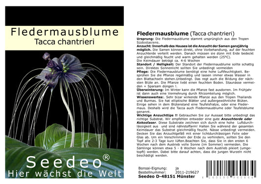 Seedeo® Fledermausblume (Tacca chantrieri) 15 Samen