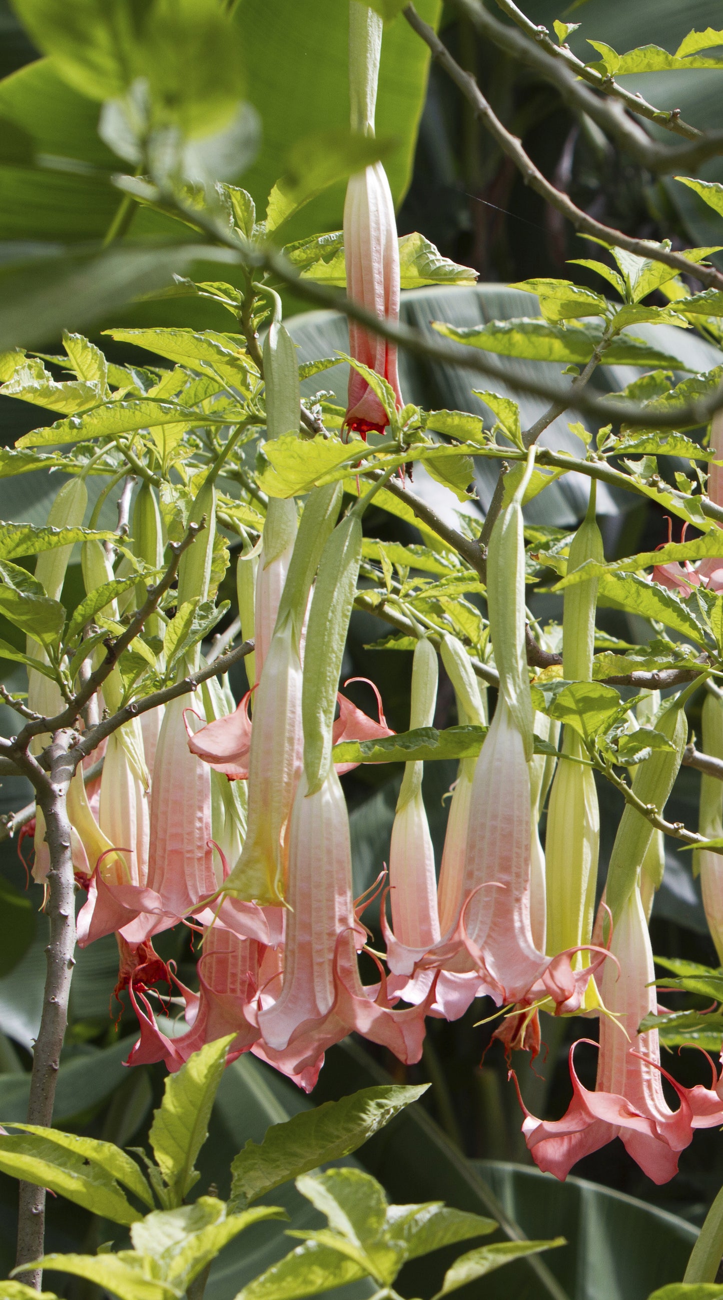 Seedeo® Engelstrompete pink - Brugmansia suaveolens 10 Samen