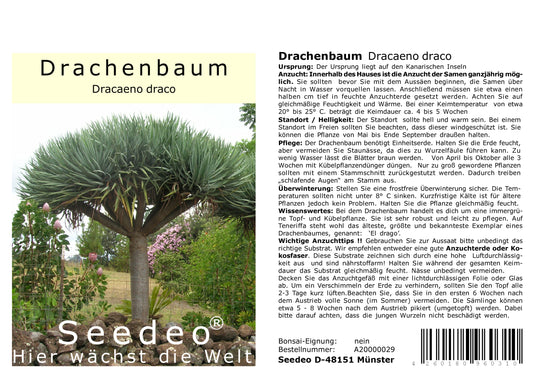 Seedeo® Drachenbaum (Dracaena Draco) 6 Samen