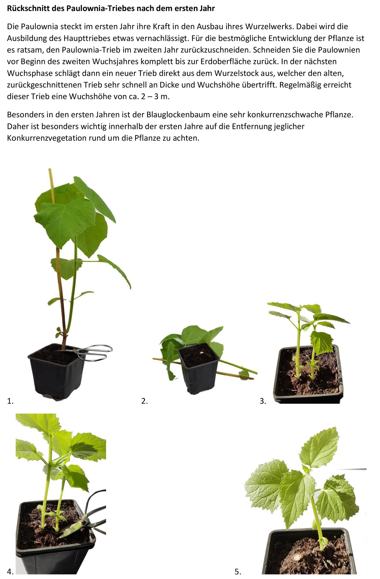 Seedeo® Blauglockenbaum (Paulownia tomentosa) Jungpflanze