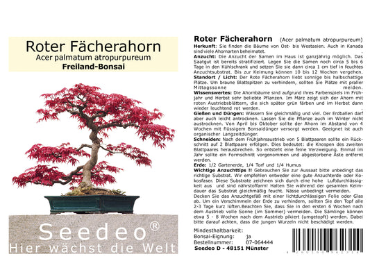 Seedeo® Roter Fächerahorn (Acer palmatum atropurpureum) Bonsai  20 Samen